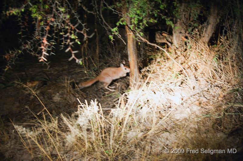 20090612_185920 D3 X1.jpg - Hare (at night), Okavango Delta, Botswana